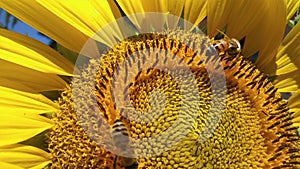 A bright, beautiful sunflower with Italian Honeybee gathering pollen for her hive.