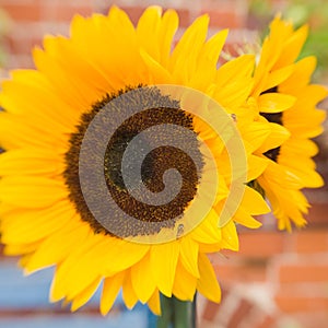 Bright beautiful sunflowers