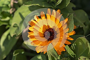 BRIGHT BEAUTIFUL SUNNY  ORANGE FLOWER