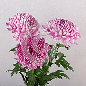 Bright beautiful three pink chrysanthemum flowers on silver background