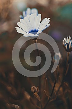 Bright beautiful white flower Anemos. Abstract dark background. Space in background for copy, text, your words.