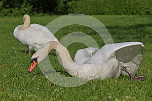 A bright beautiful white swan is located on a green meadow.