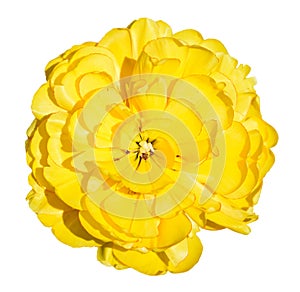 Bright beautiful yellow buttercup flower isolated on white. Spring yellow persian buttercup flower head