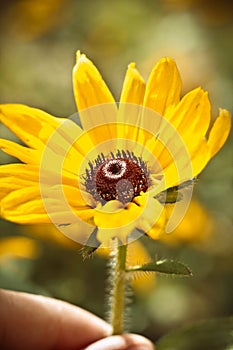 Bright beautiful yellow flower in hand. Abstract background. Space in background for copy, text, your words