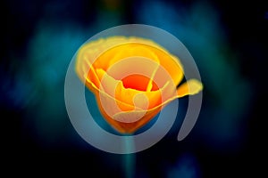 Bright beautiful yellow flowers. Flowerbackground, gardenflowers. Abstract background. Copyspace for copy, text, your words. photo