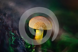 Bright beautiful yellow orange mushroom on a green blurred background close up. Mossiness mushroom, xerocomus in the forest
