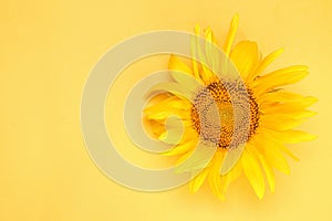 Bright beautiful yellow sunflower on a bright yellow background. view from above. with place for inscription