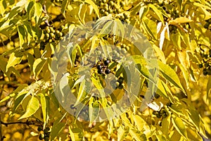 Bright beautiful yellow texture of Phellodendron amurense or Sakhalin Cork Tree leaves with black fruit is on the blue