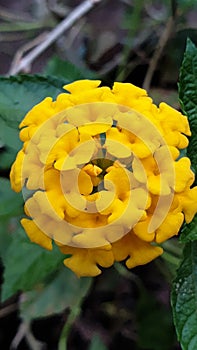 Bright Beautifull Yellow flowers