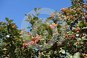 Bright berries on branches of Sorbus aria against blue sky