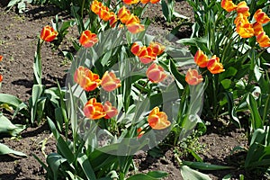 Bright bi-color tulips with red and yellow petals