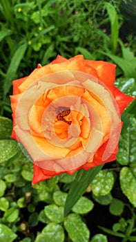 Bright bicolor rose named Circus