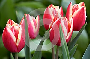 Bright bicolor tulips decorative decoration of the spring garden