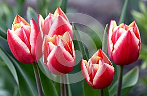 Bright bicolor tulips decorative decoration of the spring garden