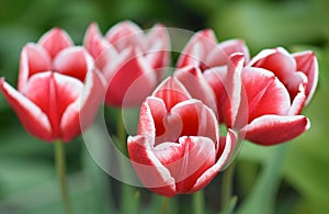 Bright bicolor tulips decorative decoration of the spring garden