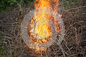 Bright big bonfire while burning a large number of garbage branches