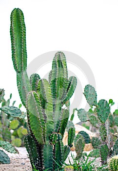 Bright big green cactus in desert