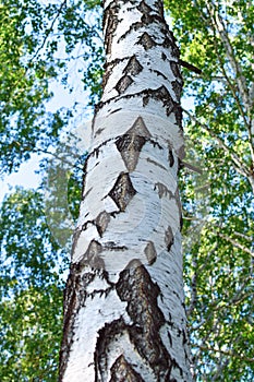 Bright birch bark in forest at summer with branch