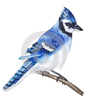 Bright bird blue Jay with a tuft