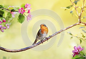 bright bird Robin sits on an Apple tree branch with pink flowers in Sunny may spring garden