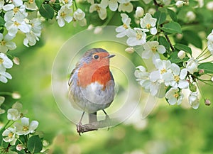 bright bird robin sits surrounded by flowering apple branches in a spring may garden