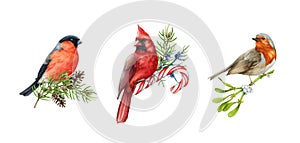 Bright birds with winter festive decoration set. Watercolor illustration. Hand drawn bullfinch, robin, red cardinal