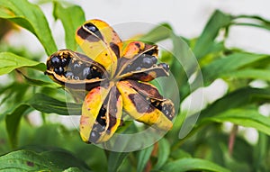 The bright black paeonia anomala seeds on a green leaves background