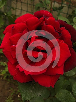 Bright blood red rose blooming flower closeup on a warm summer evening light