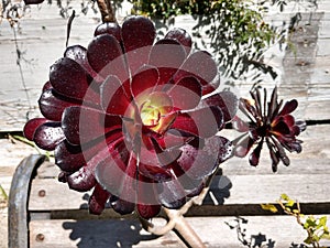 Bright Blood rose succulent in a Rustic garden setting close