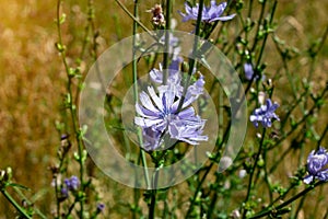 Bright blooming blue succory or common chicory Cichorium intybus plant flower on the meadow on green grass background