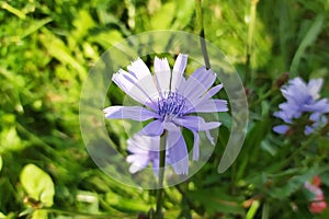 Bright blooming blue succory or common chicory Cichorium intybus plant flower on the meadow on green grass background