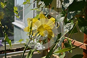 Bright blooming daylily in cozy garden on the balcony. Yellow flowers in sunny summer day