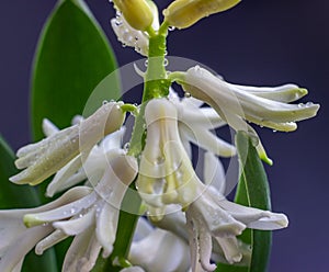 Bright blooming hyacinth with water droplets close up. Spring flowers. Greeting card