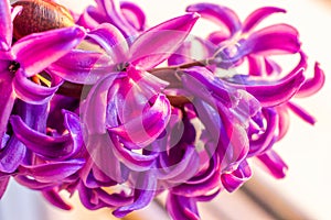 Bright blooming hyacinth with water droplets close up. Spring flowers. Greeting card