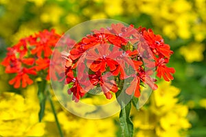 Bright blooming Lychnis chalcedonica on the background of garden flowers