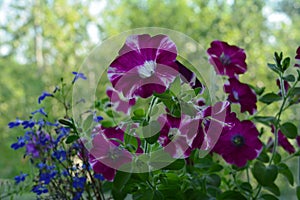 Bright blooming petunia flowers would make your balcony a small urban garden.