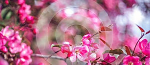 Bright blooming pink wild plum tree, beautiful spring floral background and texture