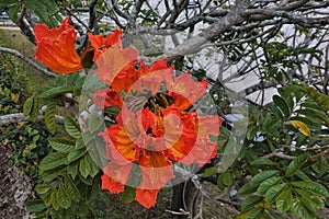Bright blooming Spathodea. Large orange flowers