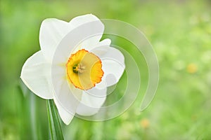 Bright blooming white daffodil . Flowering narcissus flowers. Spring daffodils. Shallow depth of field