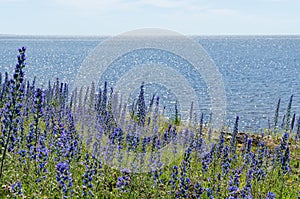 Bright blossom Blueweed flowers by a coast with water reflections