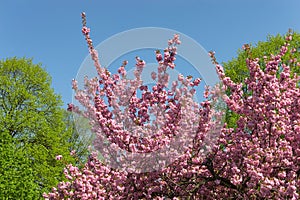 Bright blossom of pink flowers on cherry tree