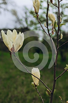 Bright blossoming flower growing on thin branch