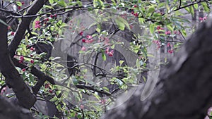 Bright blossoms on a tree branch blow in the wind with an urban city background