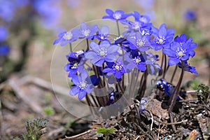 Bright blue Anemone hepatica or Common hepatica or Hepatica nobilis in its natural surroundings