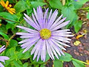 Bright blue aromatic Aster flower in spring