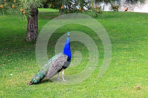 Bright blue beautiful peacock with a long tail and colorful feathers walks on grass. Peacock in the park, zoo, farm