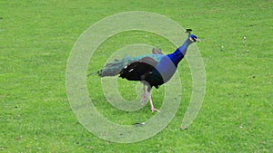 Bright blue beautiful peacock with a long tail and colorful feathers walks on the green grass. Peacock in the park, zoo