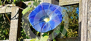 A bright blue bindweed flower on a trellis.