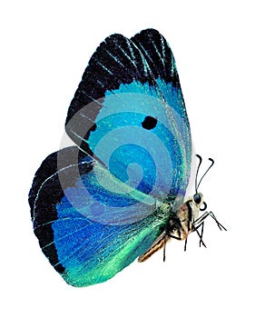 Bright blue butterfly isolated . flying  butterfly