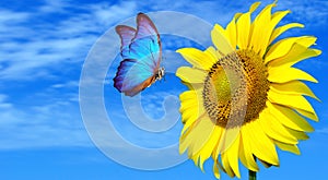 Bright blue butterfly morpho and sunflower against a blue sky. butterfly on a flower. flying butterfly